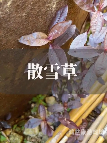 青草影院乱码青草影院乱码，网络娱乐新现象揭秘