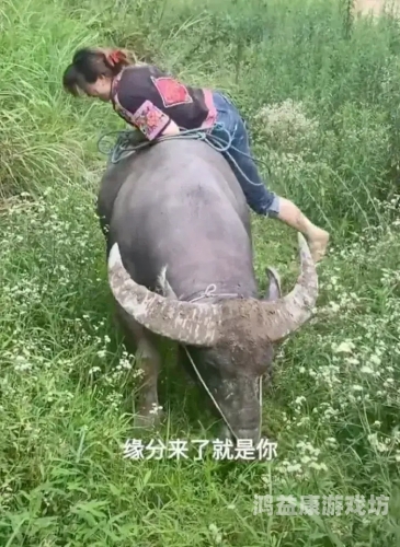 老牛精品亚洲成av人片老牛精品，亚洲风情中的AV人片新篇章