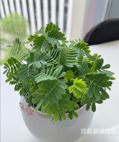 含羞草www中文在线含羞草，在线资讯的魅力世界