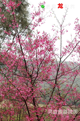 樱花AV无码成人网站在线含羞草，探索成人视频网站的神秘世界谁有含羞草的网址啊