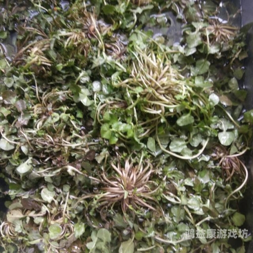 强开小嫩苞，揭秘A片背后的新闻资讯