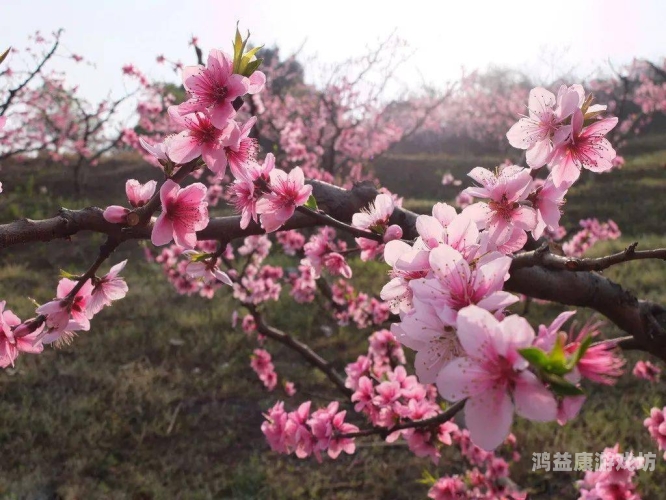 揭秘桃花视频，成人无码内容背后的真相桃花视频成人无码在线观看