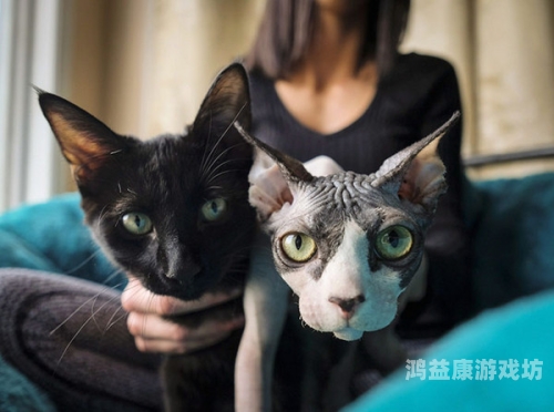免费无毛毛片免费无毛毛片，揭秘网络上的不正当内容