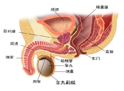 亚洲成人新闻，探索多元文化下的性水蜜桃在线播放与隐私保护