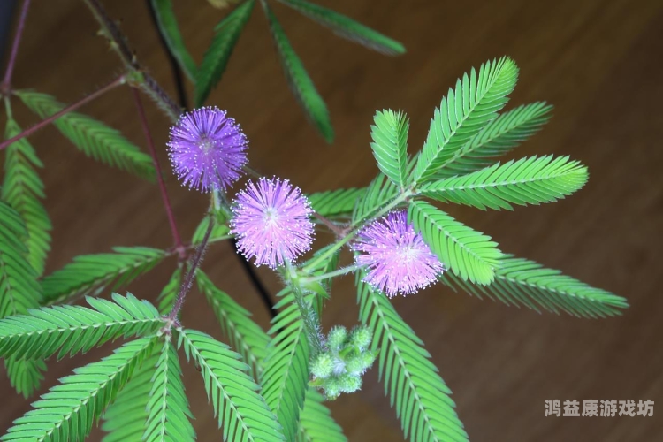 含羞草的AAAAA成人含羞草的成人之秘，探索神秘领域