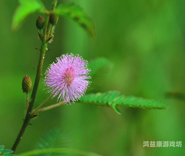 含羞草的AAAAA成人含羞草的成人之秘，探索神秘领域